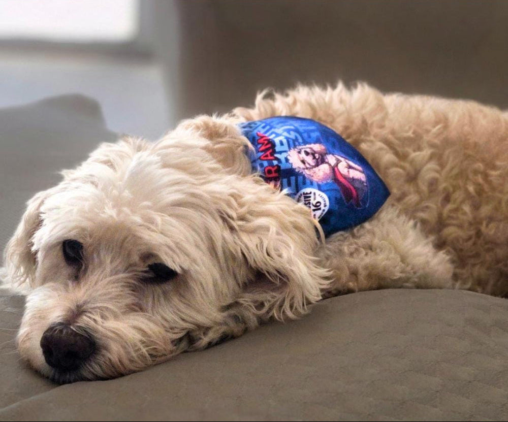 Personalized Pet Bandana Collar amos