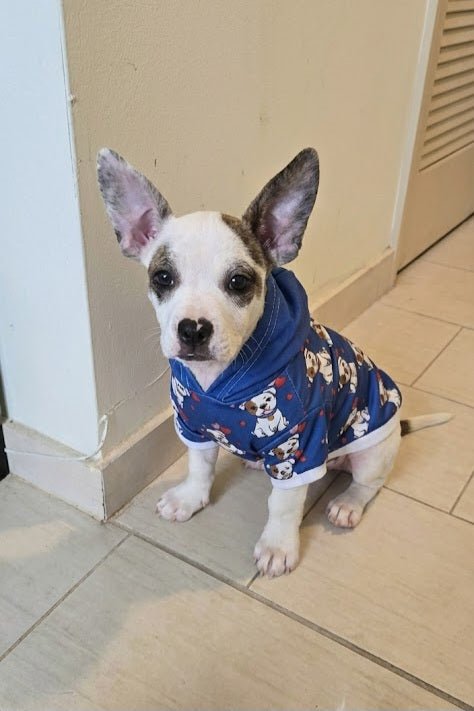 Puppy wearing Gooso Pixel Hoodie 