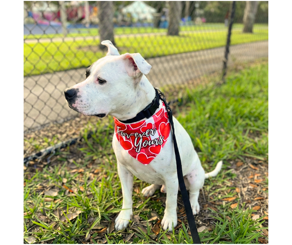 Goose wearing a "Fur-ever Yours" red Bandana 