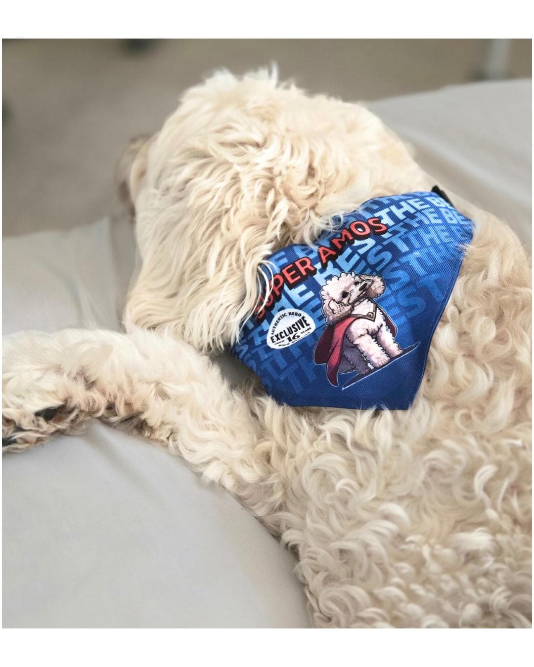 Personalized Pet Bandana Collar