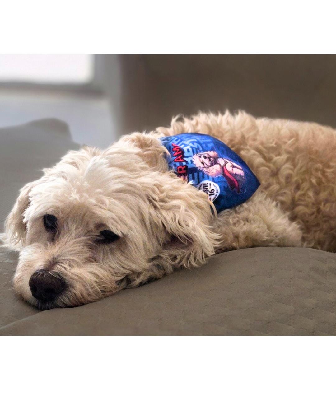 Personalized Pet Bandana Collar